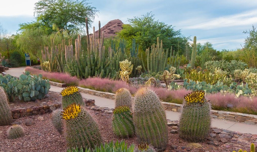 Desert Botanical Garden, Arizona, USA